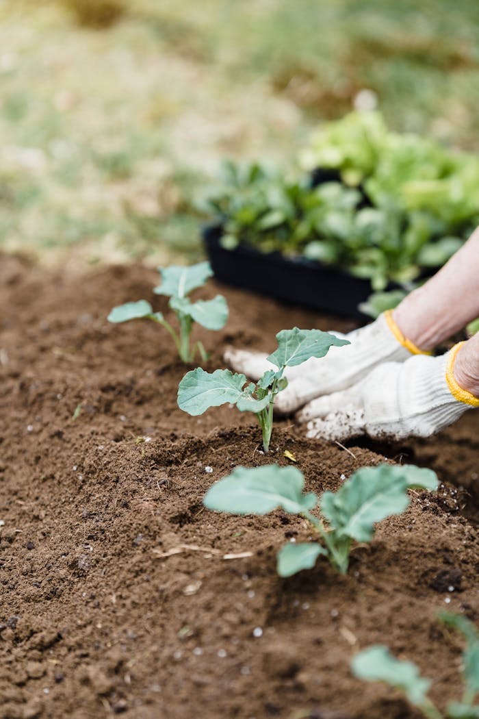 Unrecognizable farmer planting sprouts in countryside